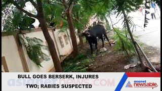 Karnataka: Stray bull creates panic, injures 2 people before dying