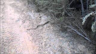 Rattlesnakes and Razorbacks