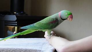 Alexandrine Parakeet | Step up Training