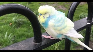 Releasing budgies into the wild - a tragic end