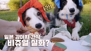 비쥬얼실화? 일본에서 사온 강아지 간식들고 피크닉 다녀왔어요! / 보더콜리 삼둥이네 / 강아지유튜버