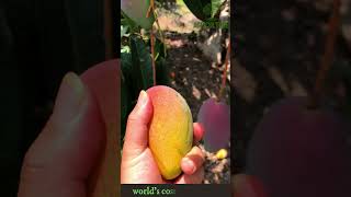 Farming world's costliest Mango: Miyazaki mango #mango #mangofarming #expensivemango