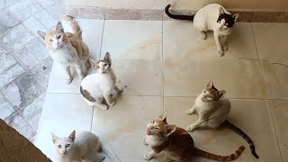 Funny Cats Compilation Part 5 | Funny cat videos | Cats videos | Cute cat videos