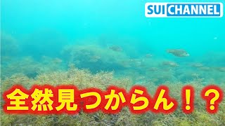 イカ？タコ？どこ！？擬態が上手過ぎ！海の生き物とかくれんぼ！【子供と遊ぶ水中映像】