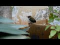 Bird feeding food  | Hummingbird | Food Feeding |  #ishwahstudios