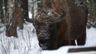 Европейский зубр (Bison bonasus): выход быка из леса