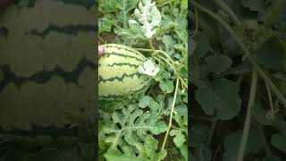 #விவசாயம் #agriculturelife #subscribetomychannel #vivasayamkappom தர்பூசணி விவசாயம்