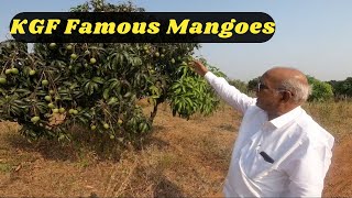 ವಿಶ್ವ ಪ್ರಸಿದ್ಧ ಮಾವಿನ ಹಣ್ಣುಗಳು | Srinivaspura | #mango