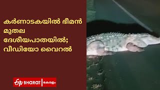 ഭീമൻ മുതല ദേശീയപാതയിൽ; വീഡിയോ വൈറൽ |Crocodile Viral Video |ETV Bharat Kerala