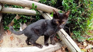 ハイテンションな子猫達が公園内を駆け回る