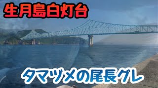 夕マヅメの良型尾長グレ❗生月島白灯台❗波止グレ❗マジカグレ❗