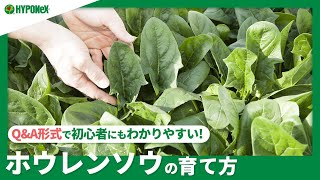 ☘117:【Q\u0026A】ホウレンソウの育て方｜夏や冬の管理方法は？植えつけ方法や、水やりと肥料の与え方などもご紹介 【PlantiaQ\u0026A】植物の情報、育て方をQ\u0026A形式でご紹介