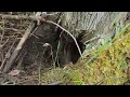 angry beaver watches me unclogging 2 culvert pipes day 2