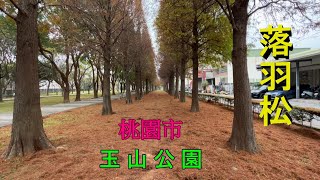 2023-1桃園 玉山公園  落羽松