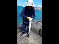 catching oio fish in pokai bay hawaii.