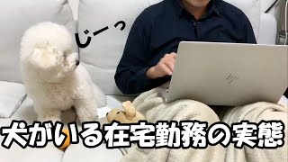 犬がいる家で在宅勤務するとこうなるｗｗ【ビションフリーゼ】