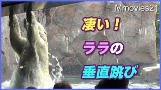 まさかのプールですれ違い！？ララの垂直跳びがダイナミック Polar Bears