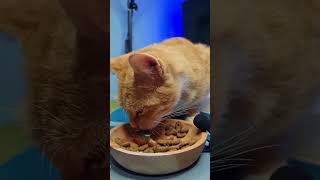 MUKBANG ASMR | KITTEN EATING MIXED FISH TUNA DRY FOOD #asmr #catasmr