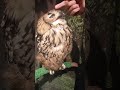 シベリアワシミミズク触りました！ シベリアワシミミズク フクロウ 猛禽類 道頓堀 フクロウの森