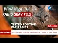 Rabid Gray Fox Attack leaves Multiple Victims In New York | Rabid Gray Fox | Rabies