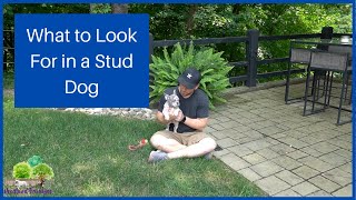 What to Look For When Choosing a Stud Dog