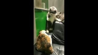 【猫まとめ】気絶させる威力の猫パンチ