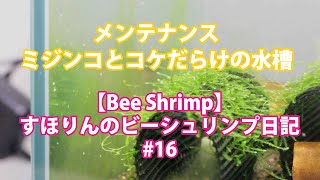 水槽メンテナンス！ミジンコとコケ天国【bee shrimp】