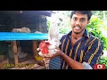 இலங்கையில் அரிதான வண்ண வண்ண கோழி வகைகள் rare colored chicken breeds in sri lanka srilankan boy