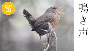 【解説付き】ミソサザイの鳴き声（さえずり）