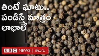 Black Pepper: కాఫీ కంటే ఎక్కువ లాభమిచ్చే పంట