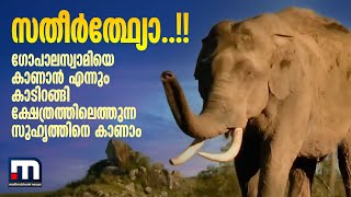 സതീര്‍ത്ഥ്യോ.. !! ​ഗോപാലസ്വാമിയെ കാണാൻ എന്നും കാടിറങ്ങി ക്ഷേത്രത്തിലെത്തുന്ന സുഹൃത്തിനെ കാണാം