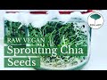 Sprouting Chia Seeds. Raw Vegan basics. ロービーガン Zenlady 出芽. 発芽チーア種子 טבעונאי roh vegan