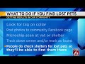 What to do if you find a lost pet?