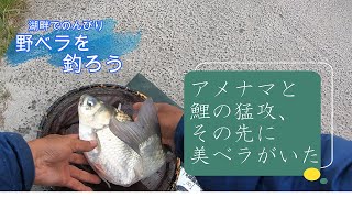 アメナマと鯉の猛攻に耐え、その先に美ベラがいた【ヘラ野釣り、霞ケ浦】