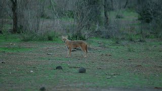 Sariska Tiger Reserve