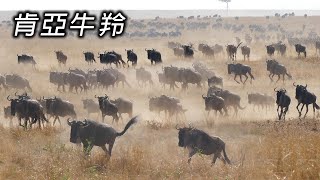 嫦娥奔南北極 自然的生存法則 - 動物大遷移【第九十九集】Travel around and discover the wonders of life