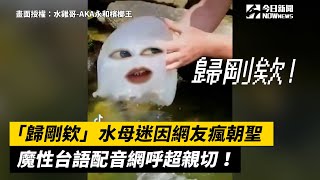 「歸剛欸」水母迷因網友瘋朝聖　魔性台語配音網呼超親切！