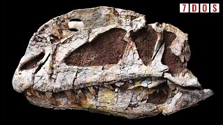 Incredible New Skull of Sinosaurus Discovered | 7 Days of Science