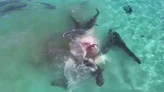 Drone Captures Tiger Shark Feeding Frenzy on Whale in Australia (Full Video)