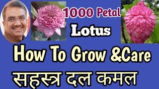 How To Grow 1000 Petal Lotus /Lotus care / सहस्त्र दल कमल