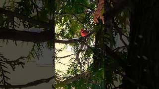 🎶Slo-mo Mr. Cardinal! #nature #bird #shortsfeed