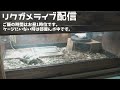 リクガメ部屋ライブ映像配信 hermann s tortoise room live camera2024.12.31