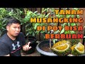 MENANAM DURIAN MUSANGKING DI POT DAN BISA BERBUAH