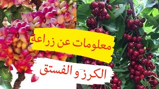 Important information about growing cherries and pistachios