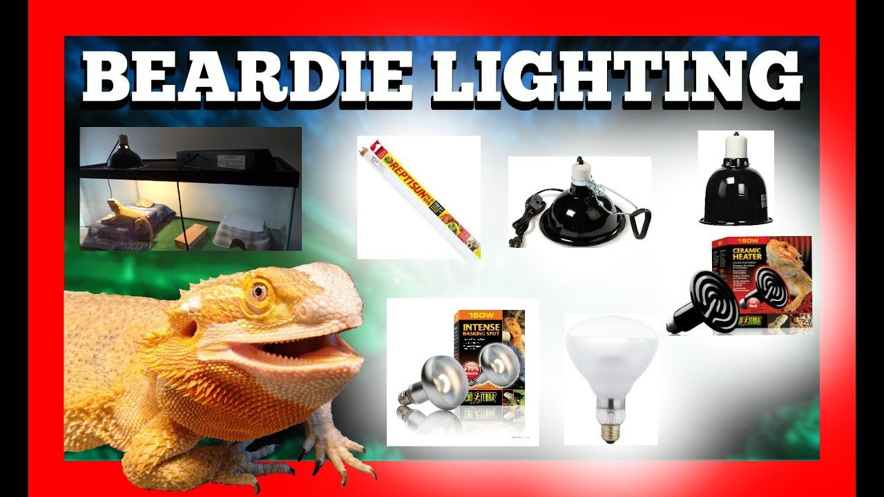 Bearded Dragon Lighting Setup Breakdown - YouTube