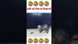 Funny cats scared of cucumbers - cat vs cucumber compilation - Funny Cat Compilation #inshortindia