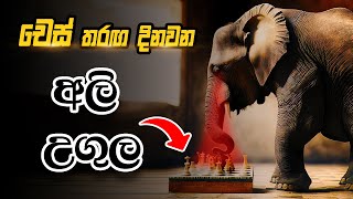 Chess Elephant Trap | Chess Traps in Sinhala