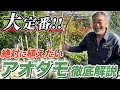 【初心者向け】アオダモを植えるとお庭が垢抜け！シンボルツリーに最適な植木です！【落葉樹】【外構】【植栽】