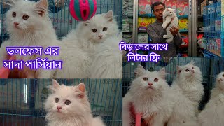 katabon aসাদা পার্শিয়ান বিড়ালের সমরাহ, কাটাবনে বিদেশি বিড়ালের দাম বিড়ালের সাথে নিশ্চিত গিফট ফ্রি