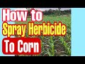 HOW TO SPRAY HERBECIDE FOR YELLOW CORN || PAANO MAG SPRAY NG PAMATAY DAMO SA MAIS